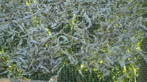 silver fish on a drying unit